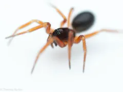 Walckenaeria cornuella thumbnail 1