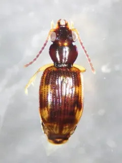 Bembidion affine thumbnail 3