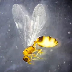 Bent-spined Acorn Ant thumbnail 4