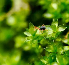 Blue Oat Mite thumbnail 4