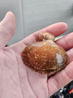 Broad Smoothcockle thumbnail 4