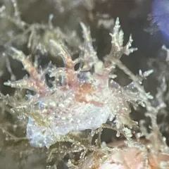 Branched Dendronotid thumbnail 3