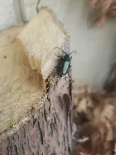 Callidium frigidum thumbnail 2