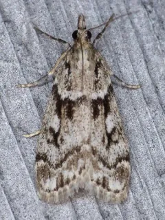 Eudonia vivida thumbnail 2