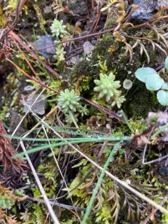 Coast Range Stonecrop thumbnail 3
