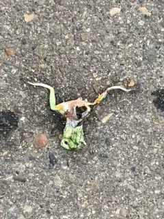 Cope's Gray Treefrog thumbnail 2