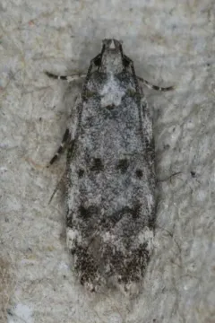 White-spotted Chionodes Moth thumbnail 3