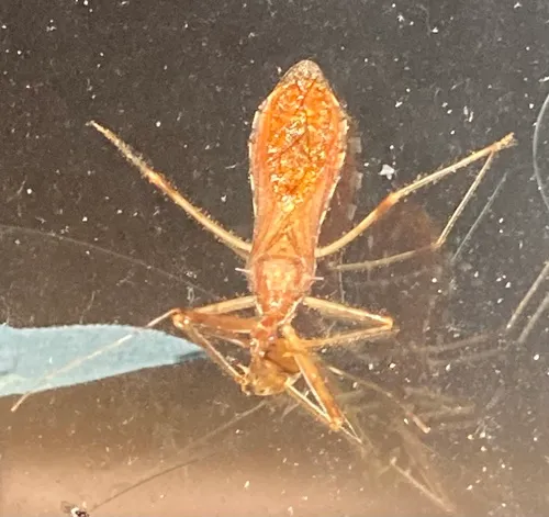 Ring-horned Assassin Bug