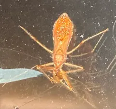 Ring-horned Assassin Bug thumbnail 1