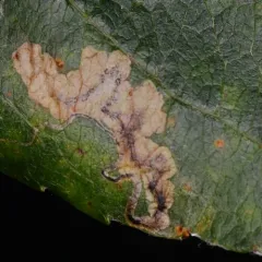 Stigmella purpuratella thumbnail 4