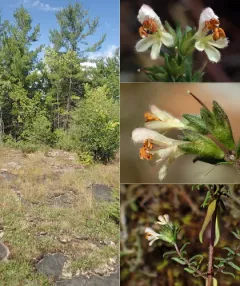French Bartsia thumbnail 4