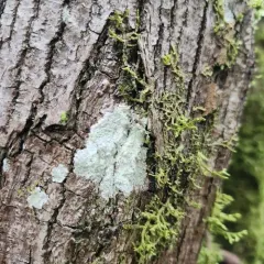 Whitewash Lichen thumbnail 2