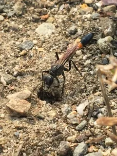 Ammophila azteca thumbnail 2