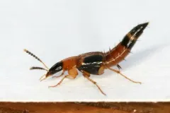 Lordithon cinctus thumbnail 4