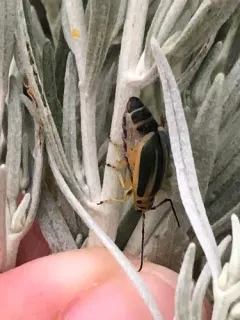 Trirhabda attenuata thumbnail 4