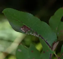 Stigmella prunifoliella thumbnail 4