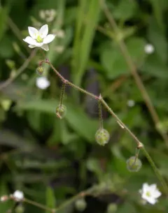 Corn spurrey thumbnail 4