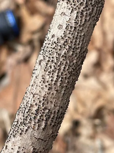 Eutypella leprosa