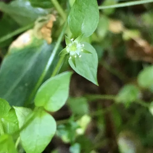 Crisp Starwort