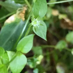 Crisp Starwort thumbnail 1
