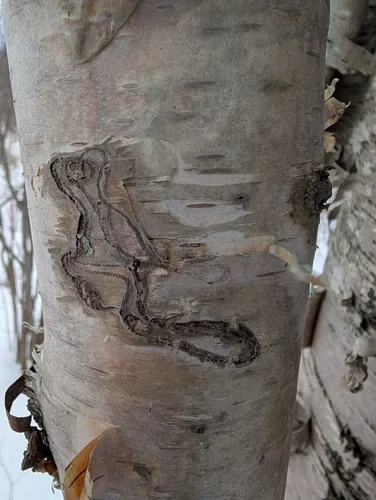 bronze birch borer