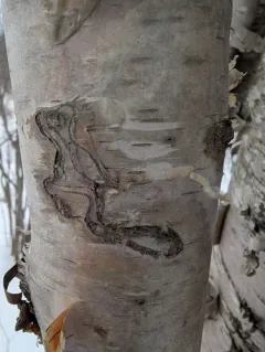 bronze birch borer thumbnail 1