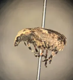 Marbled Fungus Weevil thumbnail 4