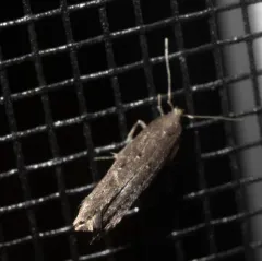 Gray Perimede Moth thumbnail 4