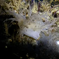 Giant Nudibranch thumbnail 3