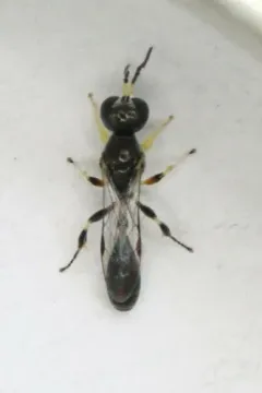 Rhopalum rufigaster thumbnail 4