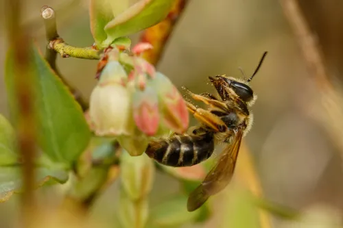 Andrena hilaris