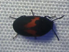 Orange-banded Darkling Beetle thumbnail 3