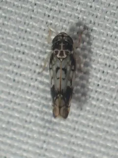 Scaphoideus obtusus thumbnail 4