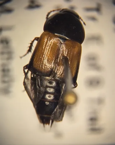 Tachinus fimbriatus