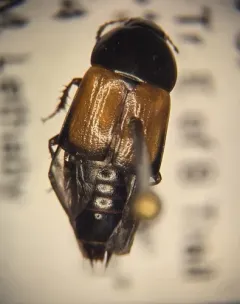 Tachinus fimbriatus thumbnail 1
