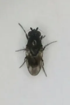 Rachispoda fumipennis thumbnail 3