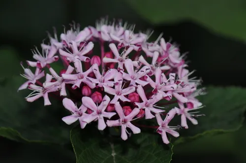 rose glorybower