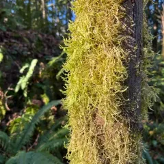 Menzies' metaneckera moss thumbnail 3