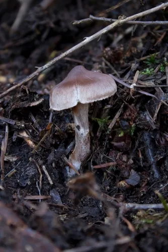 Cortinarius casimirii