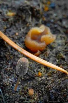 least inkcap thumbnail 3