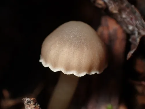 Hodophilus paupertinus