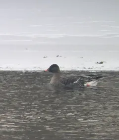 Taiga Bean Goose thumbnail 2