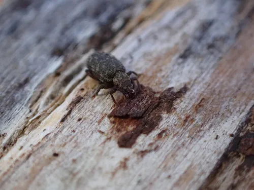 Cathormiocerus curvipes