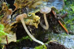 Arrhenia peltigerina thumbnail 2