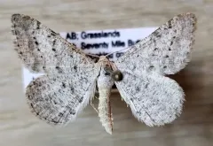 Digrammia sublacteolata thumbnail 2