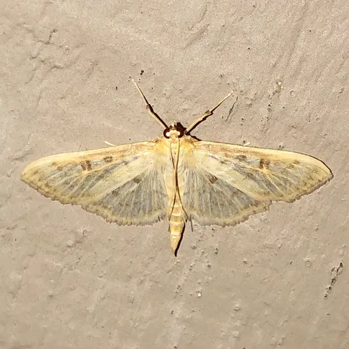 Herpetogramma aquilonalis