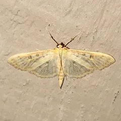 Herpetogramma aquilonalis thumbnail 1