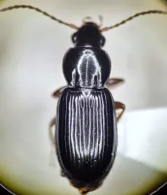 Pterostichus patruelis thumbnail 3
