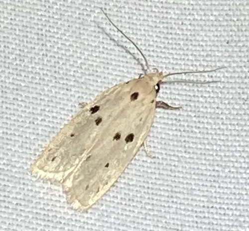 Scythropiodes issikii