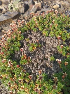 Mackenzie River Douglasia thumbnail 4